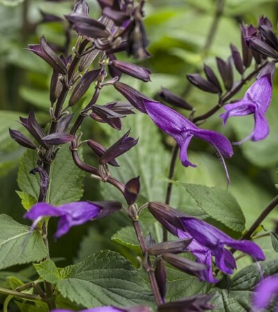 Sage Rockin'® Deep Purple